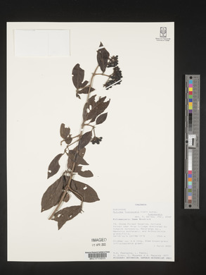 Rutidea fuscescens subsp. fuscescens image