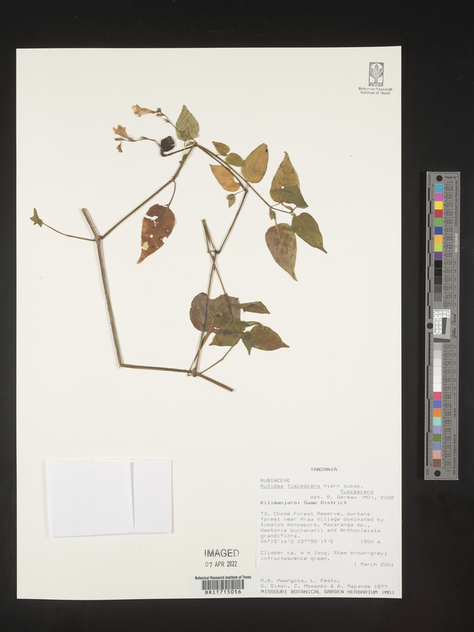 Rutidea fuscescens image