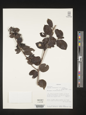 Rutidea fuscescens subsp. fuscescens image