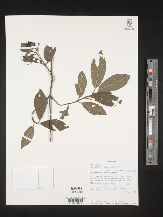 Rutidea fuscescens image
