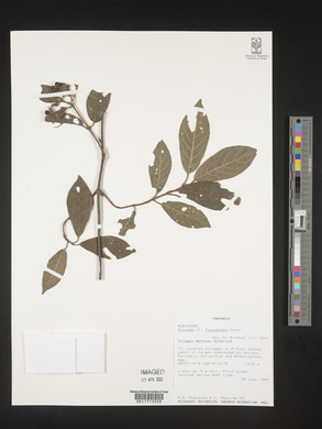 Media resource of Rutidea fuscescens