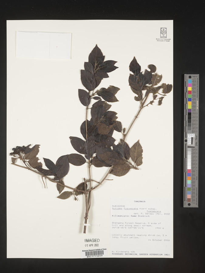 Rutidea fuscescens image