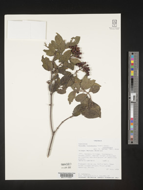 Rutidea fuscescens subsp. fuscescens image