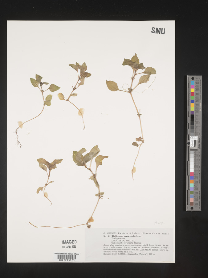 Theligonum image