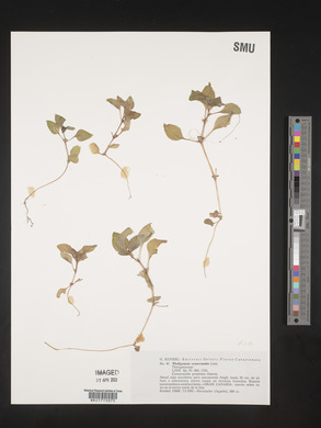 Theligonum cynocrambe image