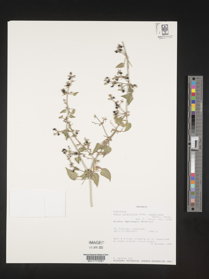 Rubia cordifolia subsp. conotricha image