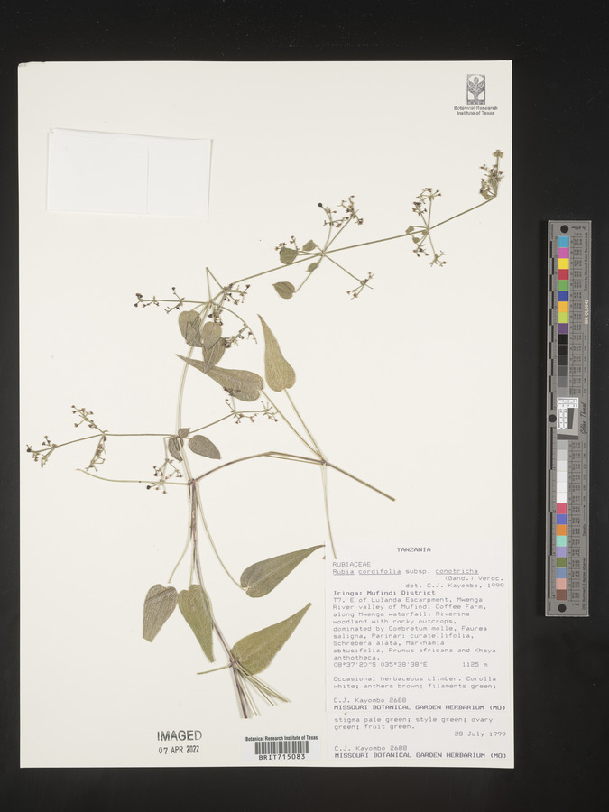 Rubia cordifolia subsp. conotricha image