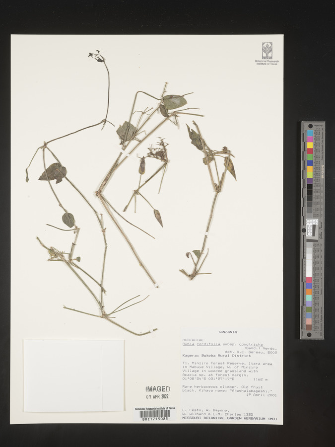 Rubia cordifolia subsp. conotricha image