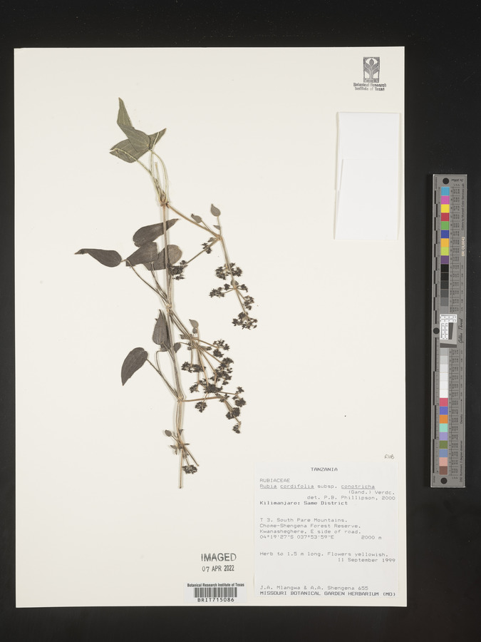 Rubia cordifolia subsp. conotricha image