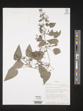 Rubia cordifolia image