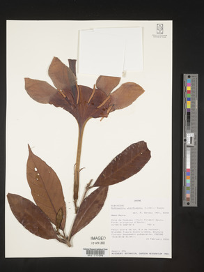 Rothmannia whitfieldii image