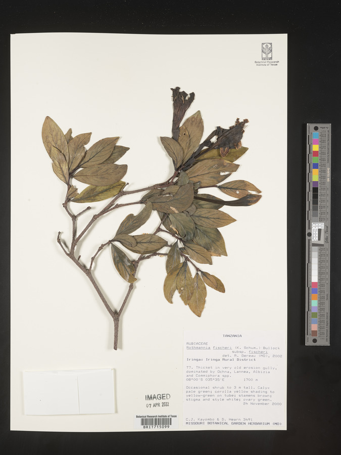 Rothmannia fischeri subsp. fischeri image