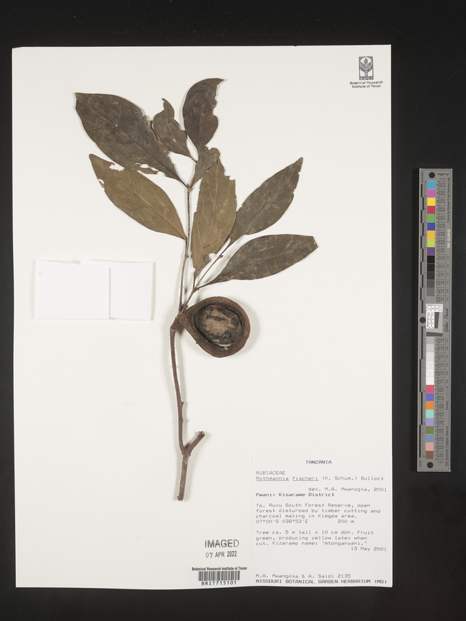 Rothmannia fischeri image