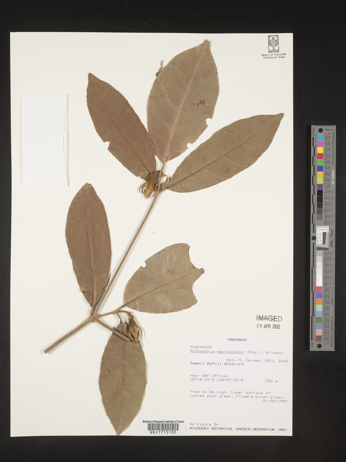 Rothmannia macrosiphon image