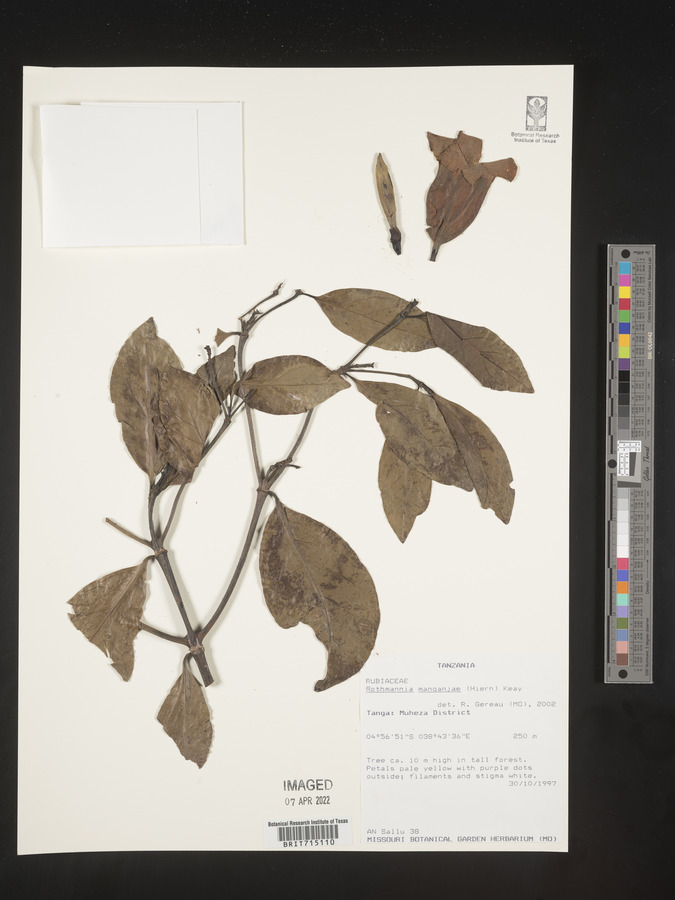 Rothmannia manganjae image