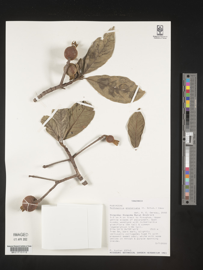 Rothmannia engleriana image