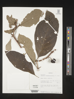 Vangueria madagascariensis image
