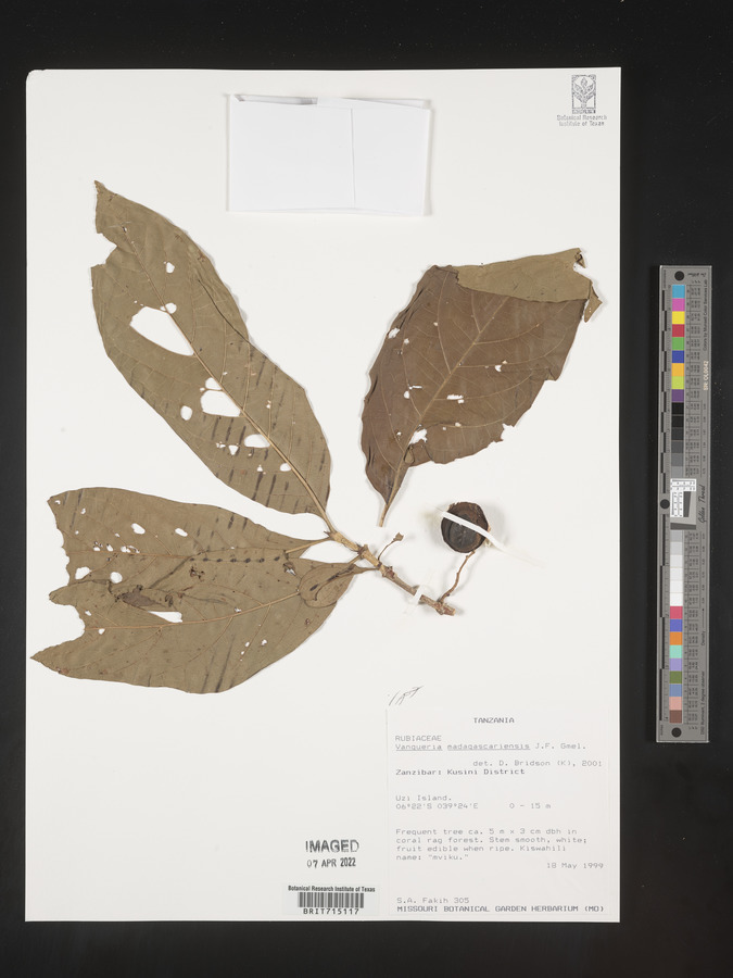 Vangueria madagascariensis image