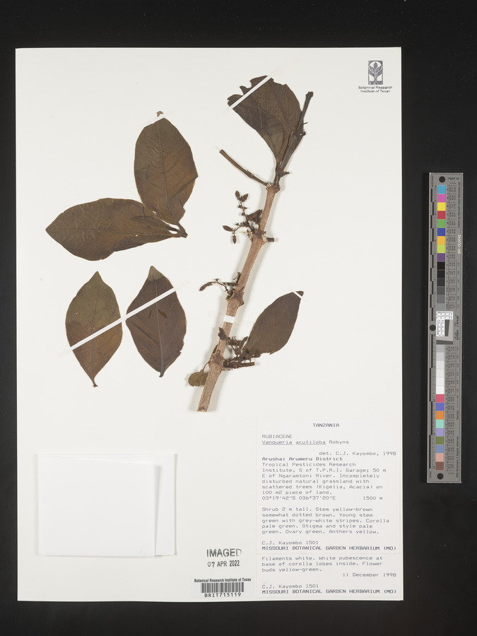 Vangueria madagascariensis var. madagascariensis image