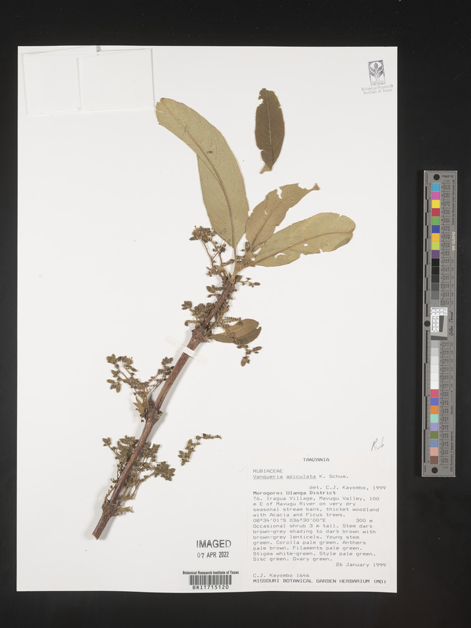 Vangueria apiculata image
