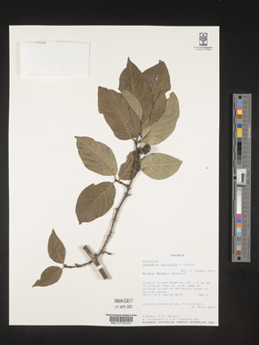Vangueria apiculata image