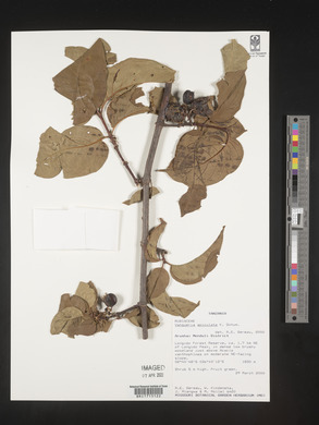 Vangueria apiculata image