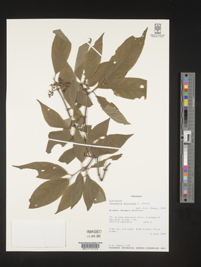 Vangueria apiculata image