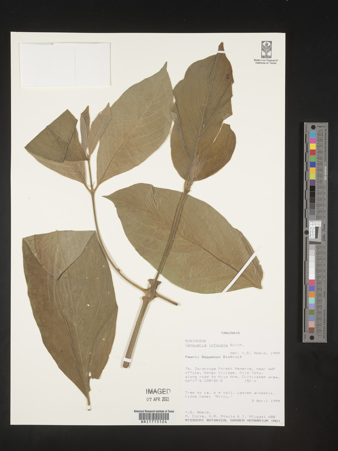 Vangueria infausta image
