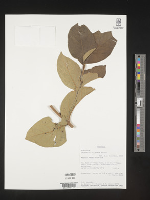 Vangueria infausta image