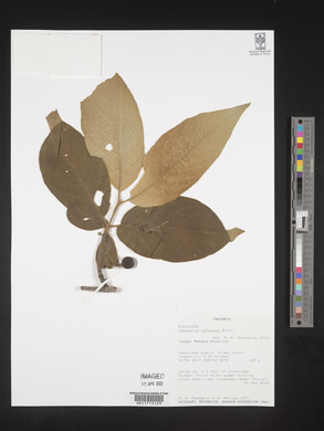 Vangueria infausta image