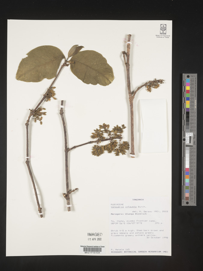 Vangueria infausta image