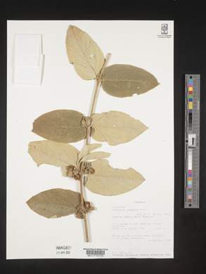 Vangueria infausta image
