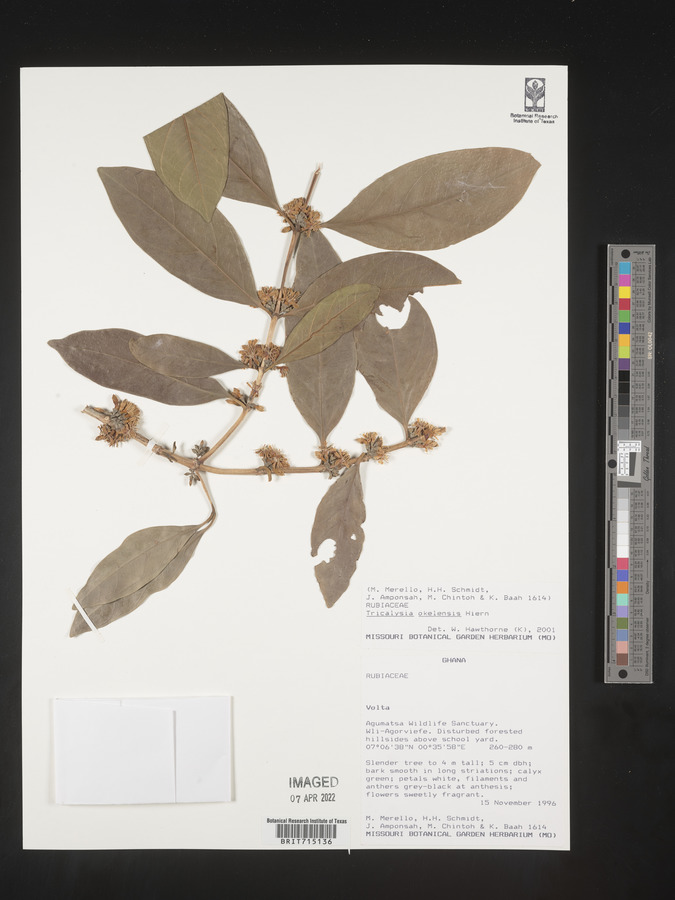 Tricalysia okelensis image