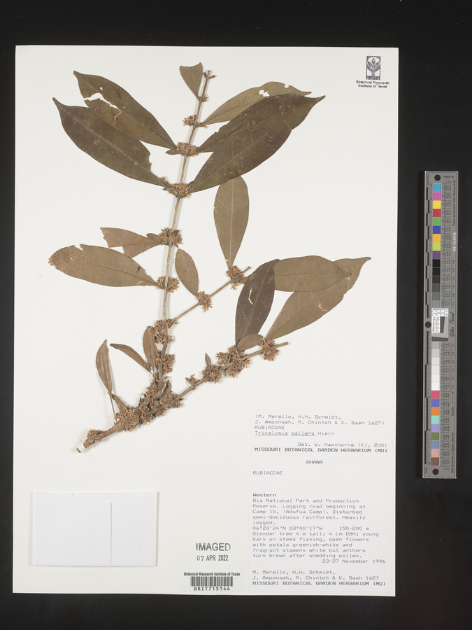 Tricalysia pallens image