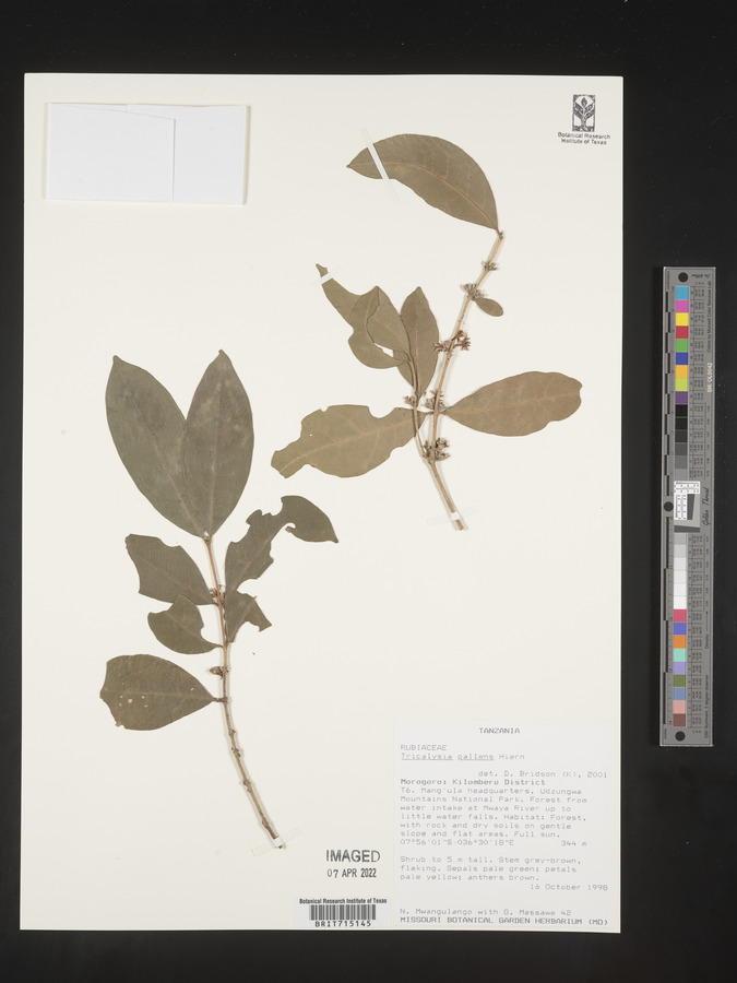 Tricalysia pallens image