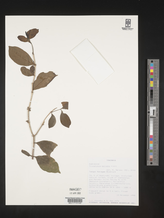 Tricalysia pallens image