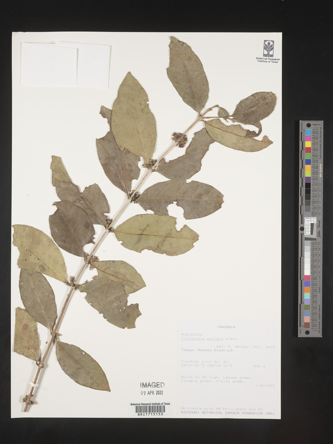 Tricalysia pallens image