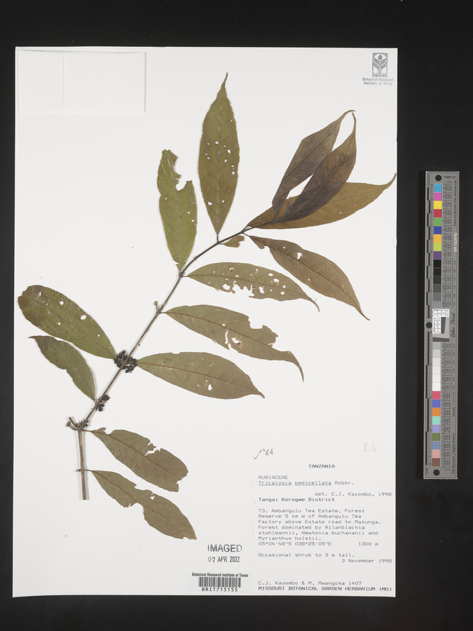 Tricalysia pedicellata image