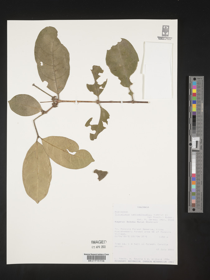 Tricalysia vanroechoudtii image