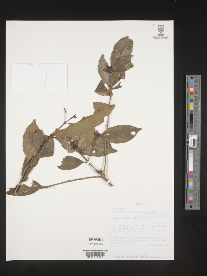 Tricalysia vanroechoudtii image