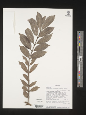 Image of Tricalysia acocantheroides