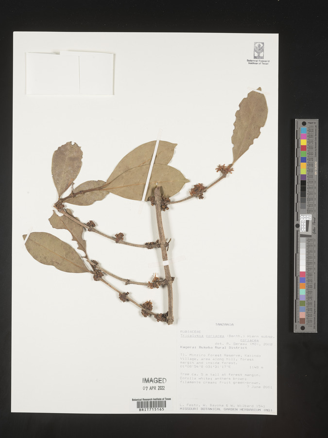 Tricalysia coriacea subsp. coriacea image