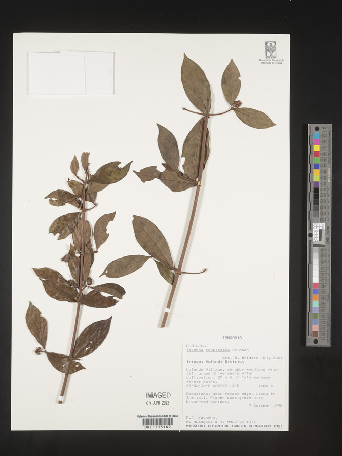 Tarenna roseicosta image