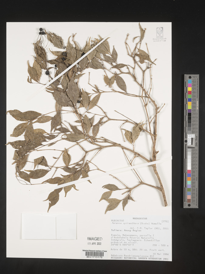 Tarenna spiranthera image