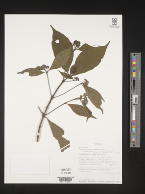 Tarenna pavettoides subsp. friesiorum image
