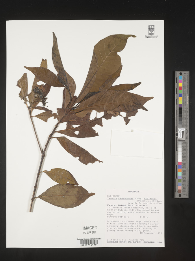 Tarenna pavettoides image
