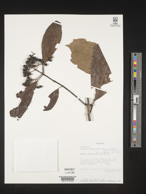Tarenna pavettoides image