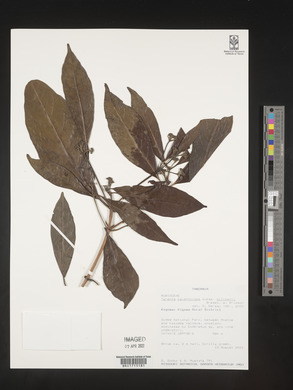 Tarenna pavettoides subsp. gillmanii image