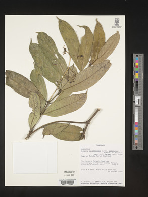 Tarenna pavettoides subsp. gillmanii image