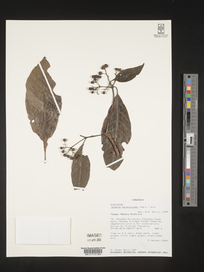 Tarenna pavettoides image